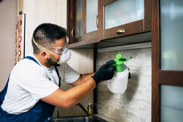 Flea Control Services in Millwood, WA