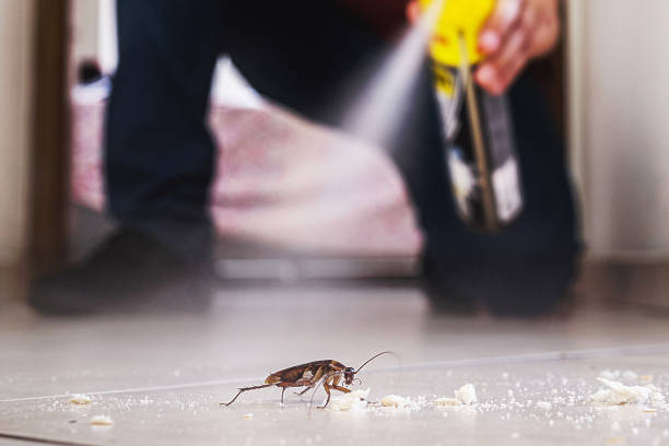 Best Cockroach Control Services  in Millwood, WA